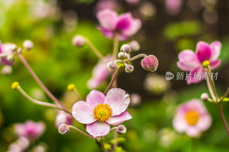 日本紫银莲花