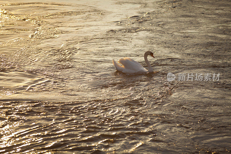 日内瓦湖上沉默的天鹅