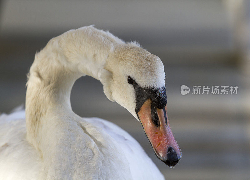 天鹅在阳光下