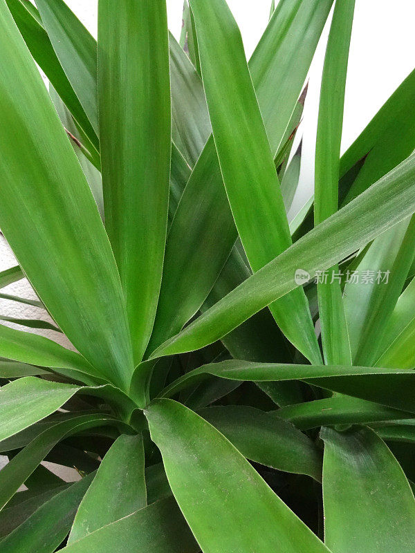 绿色丝兰叶子的图像，丝兰室内植物的特写