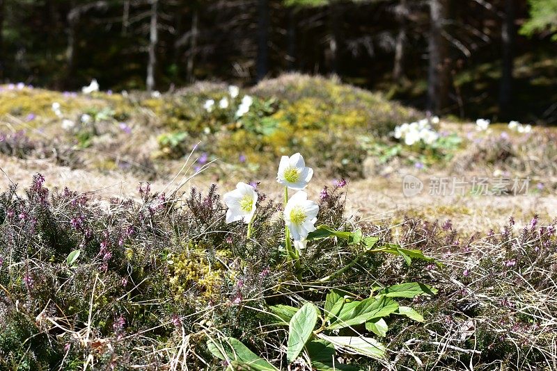 藜芦