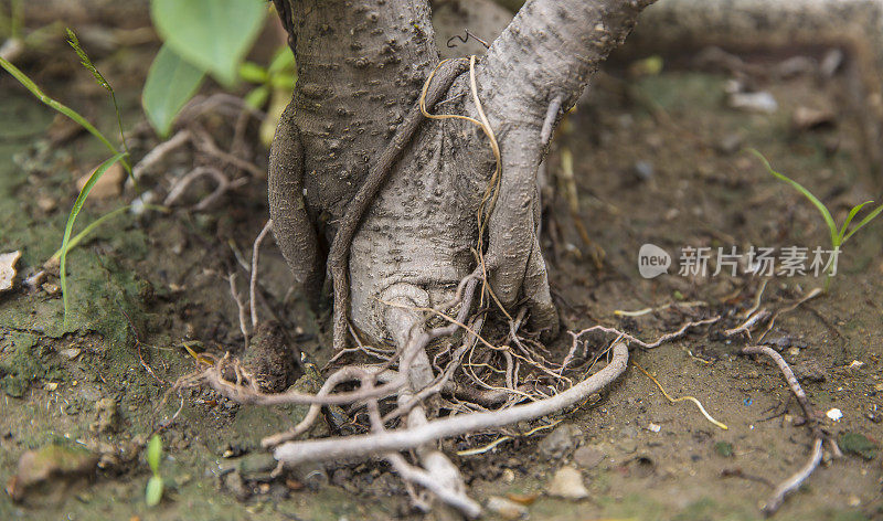 植物纠结的根