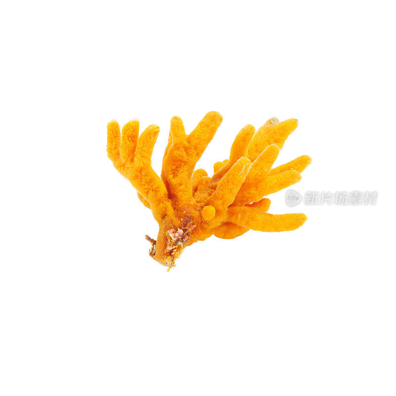 美丽的橙色珊瑚从他们的海底