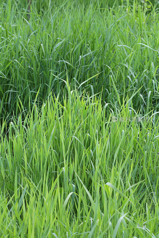 春季，加拿大不列颠哥伦比亚省的弗雷泽河谷湿地上的高大绿色草地