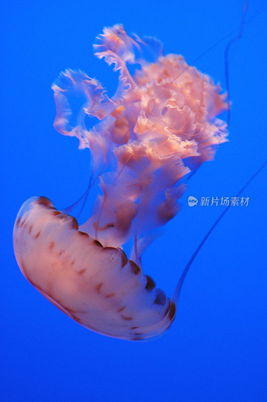 紫色条纹果冻，菊花