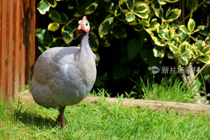 阳光下，几内亚鸡在自家花园的草坪上昂首阔步