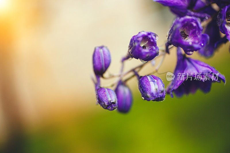 雨后的蓝花