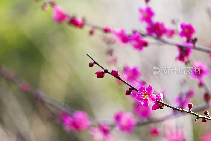 粉色的梅花