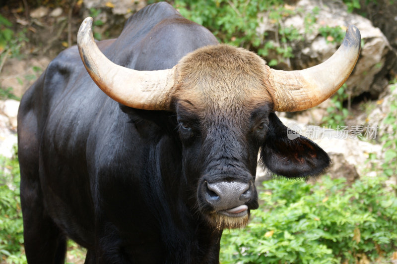 雄性Gaur或Seladang看起来像黑色水牛显示舌头