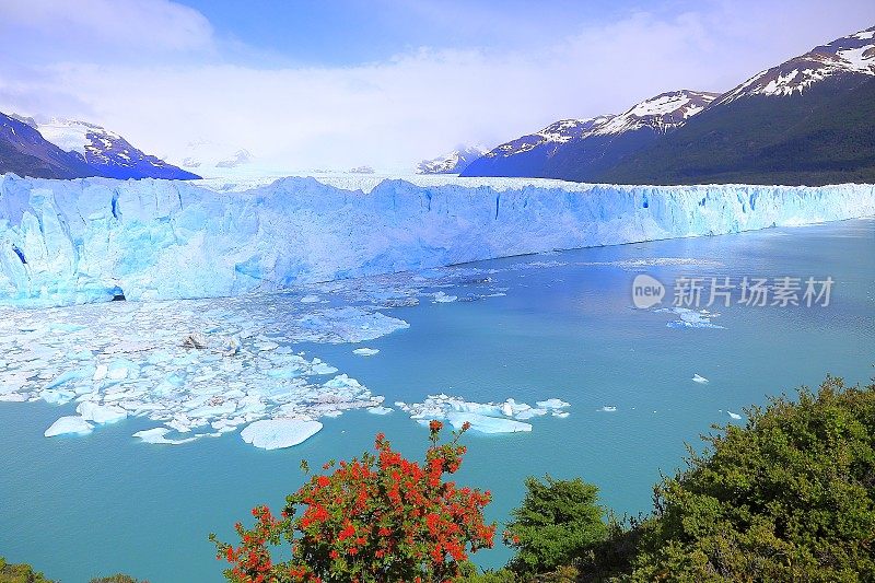 莫雷诺冰川，花，浮冰，阿根廷湖，巴塔哥尼亚，卡拉法特