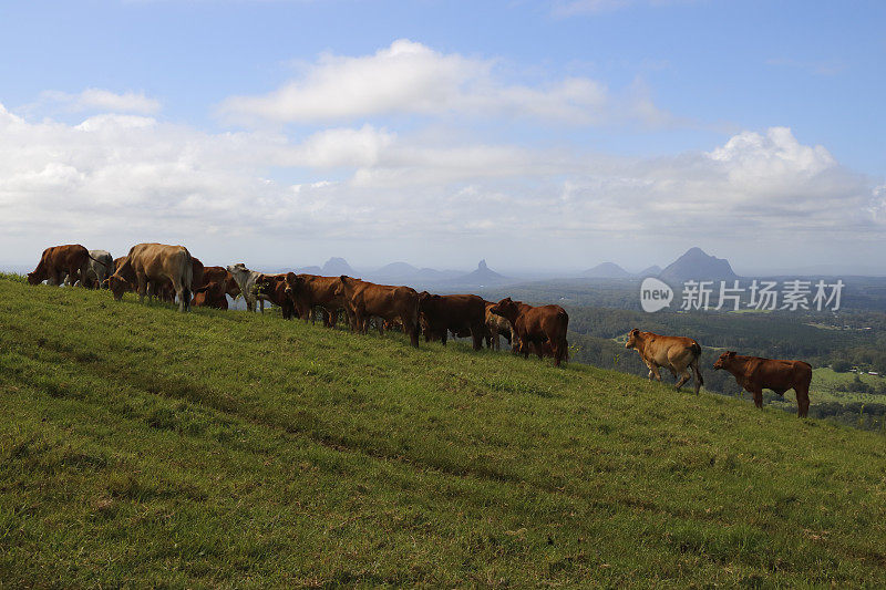 山坡上的公牛群俯瞰着玻璃屋山