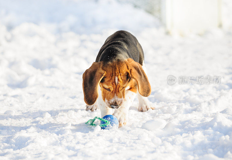 小猎犬小狗在冬天的雪地里玩耍