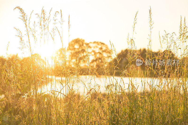 傍晚的阳光在森林和草植物附近的一个湖