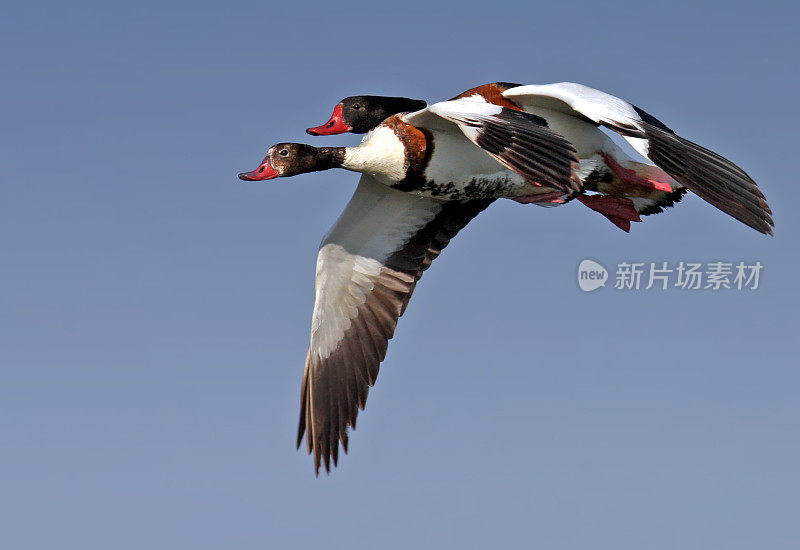 Shelduck(雌麻鸭)