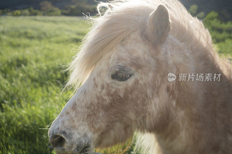 傍晚阳光下的小马