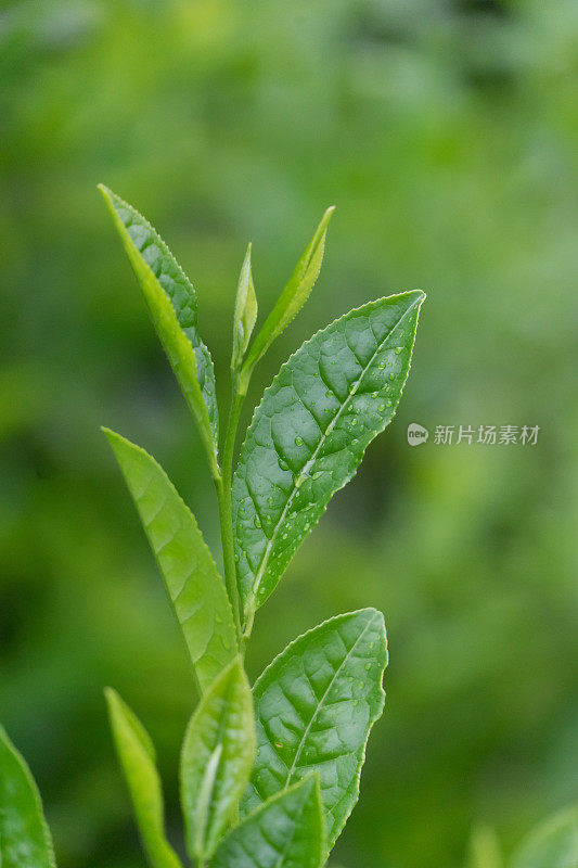 新鲜的茶叶