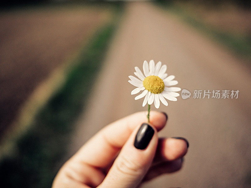 手捧小雏菊花