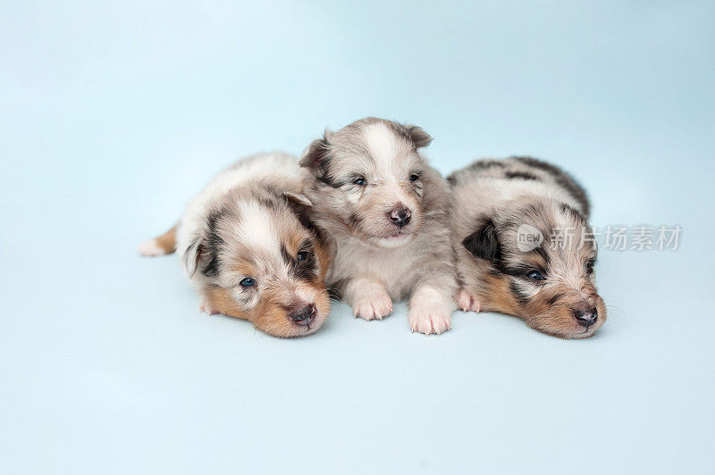 设得兰牧羊犬的幼犬4周大