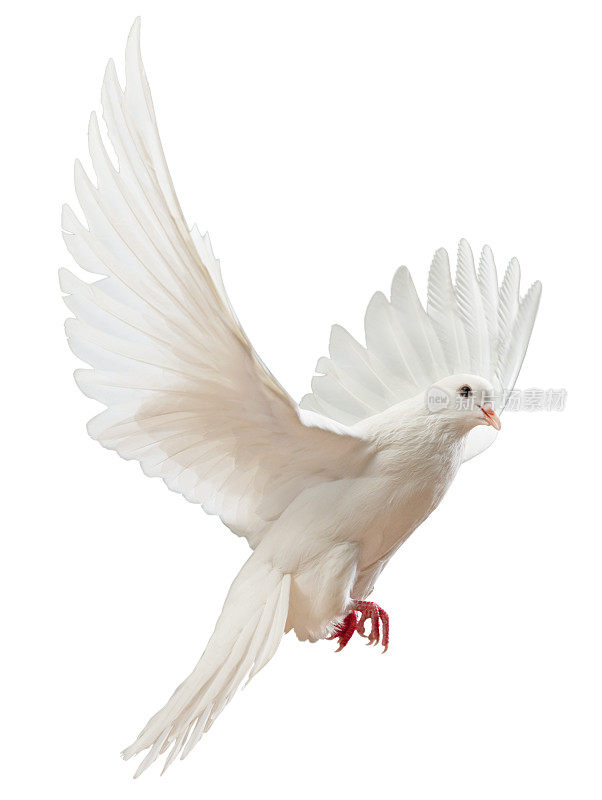 自由飞翔的白鸽被孤立
