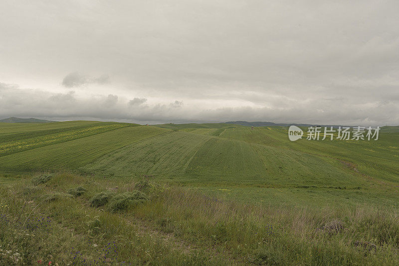 阿普利亚，穆吉亚，阿普利亚的乡村。意大利，麦田和灰色的天空。绿色和黄色的田野，小山。