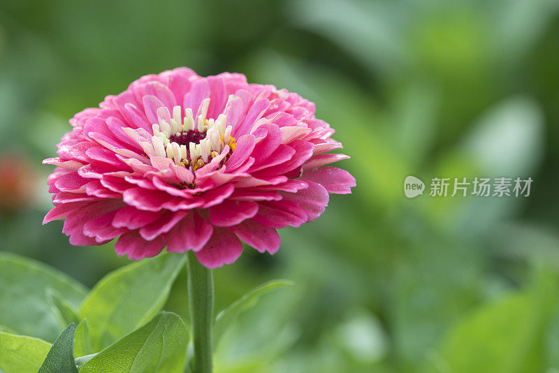 盛开的zinnia