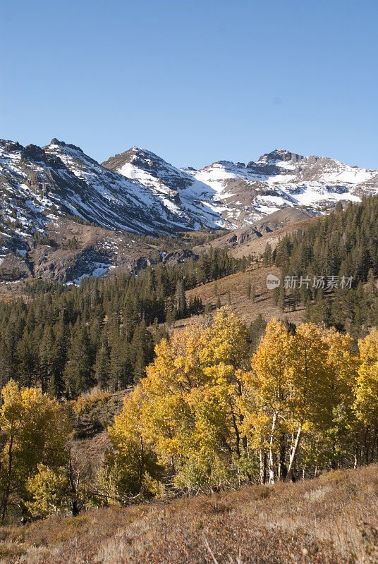 在加州索诺拉帕斯附近的内华达山脉，山谷中白雪覆盖的山峰上的白杨树的金色