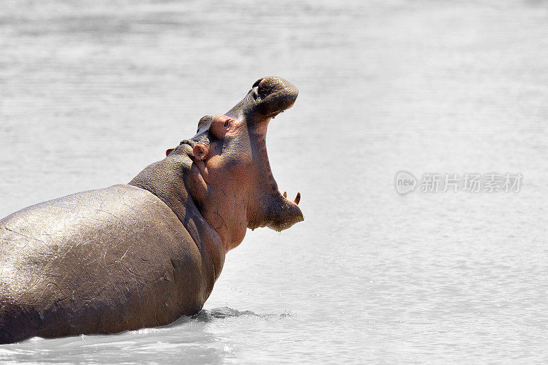 水中的河马(两栖河马)，肯尼亚，非洲