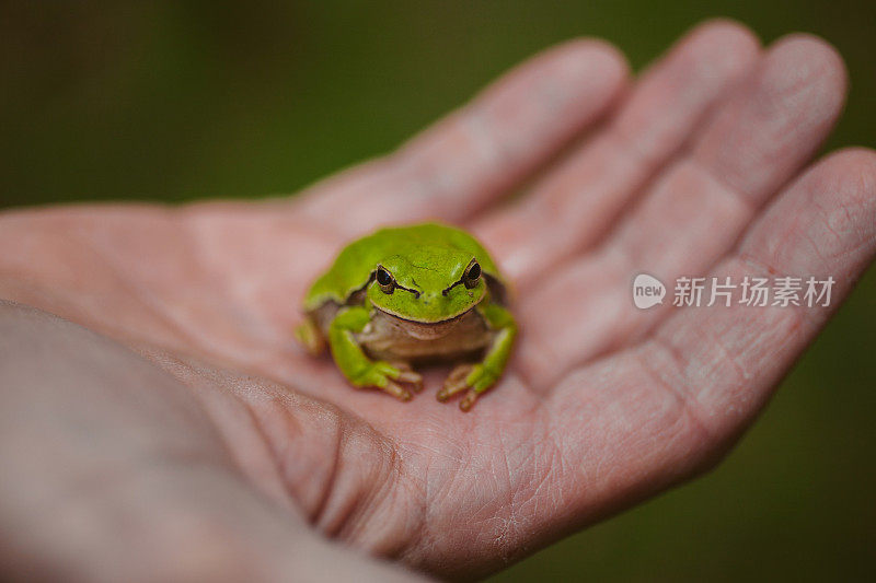 雨蛙arborea。雨蛙molleri。绿色的小青蛙。欧洲绿树蛙。普通的欧洲树蛙。