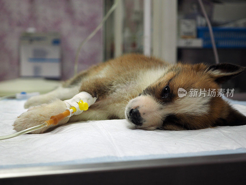 生病的小狗静脉注射任何东西在手术台上在兽医诊所