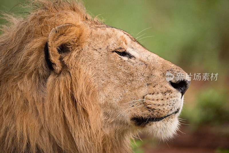 雄性狮子头部的特写在侧面