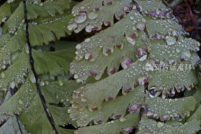 蕨类植物的露珠
