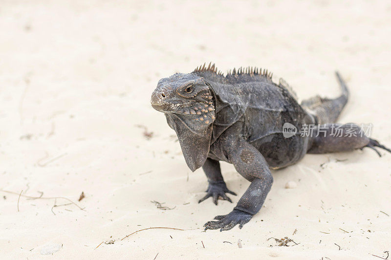 一只大鬣蜥在沙滩上走到镜头前