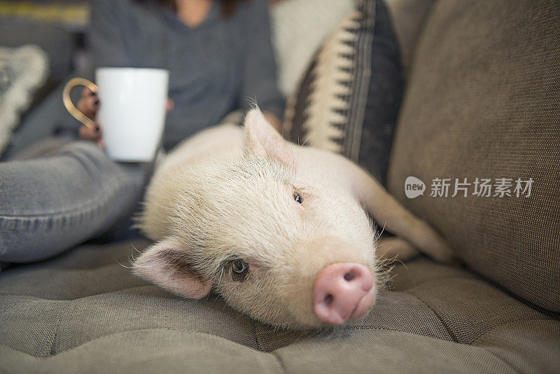 可爱的小猪躺在床上