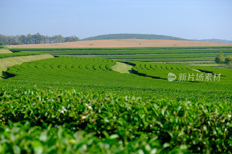 茶叶种植园字段