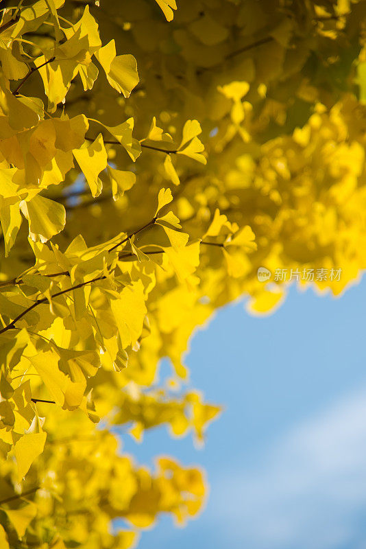 近距离射杀。银杏树的叶子金黄金黄，秋天的季节。日本长野县松本