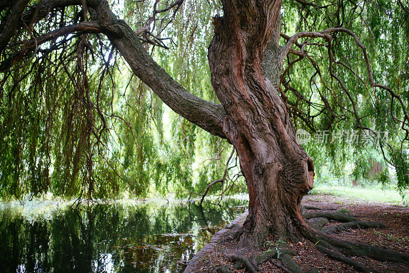 伦敦公园的柳树