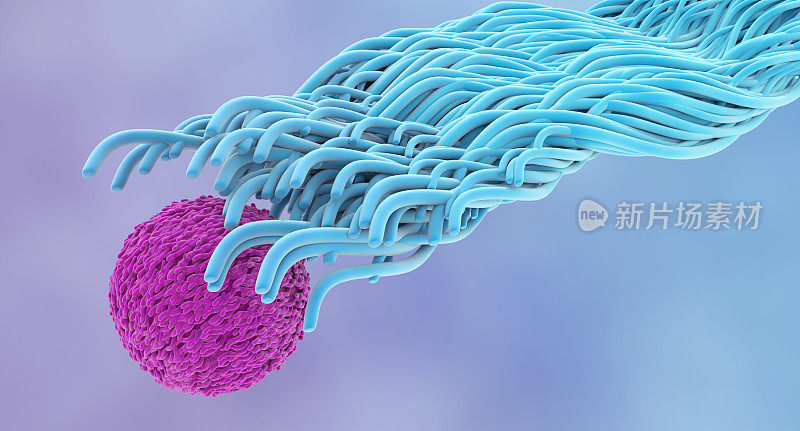 树突状细胞和淋巴细胞