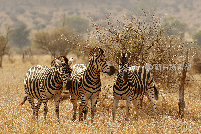 斑马平原波切尔的条纹组非洲野生动物狩猎游戏驾驶大草原