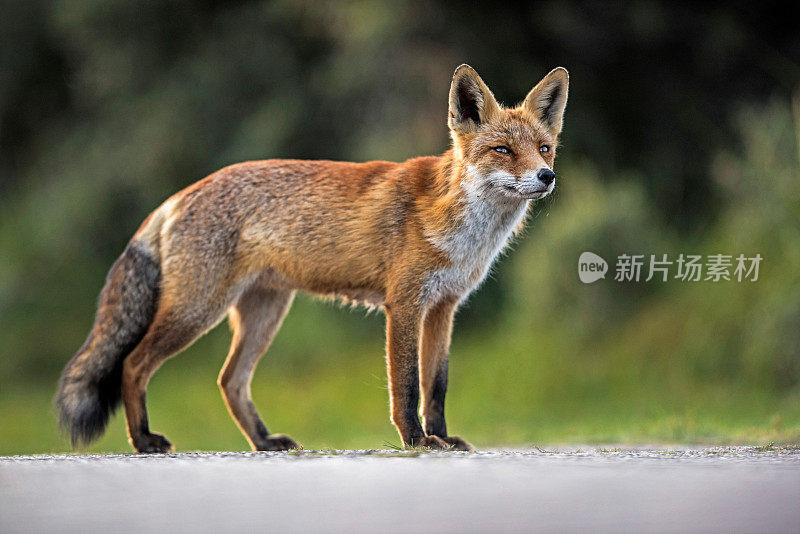 红狐站在自然保护区的路上。