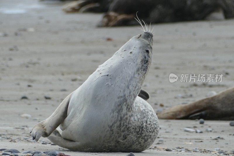 灰色海豹躺在海滩上-黑戈兰