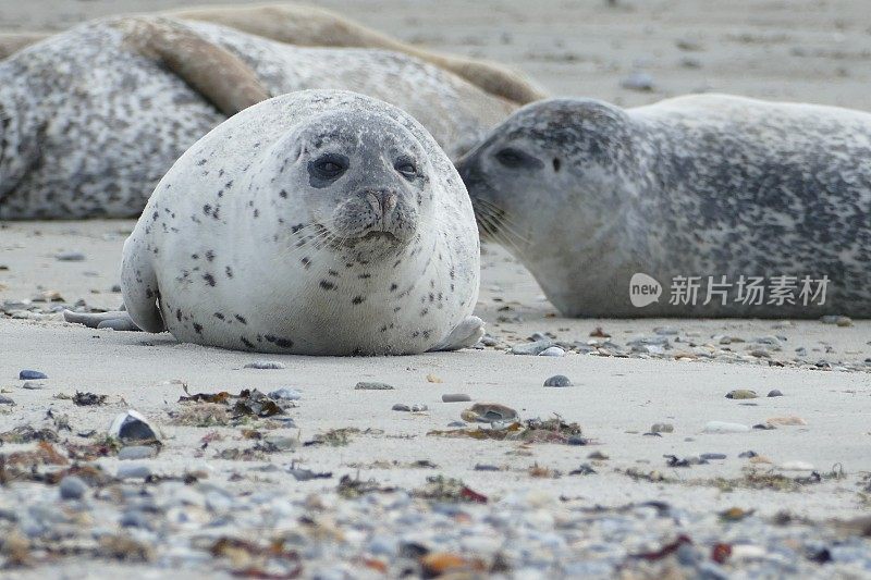 灰色海豹躺在海滩上-黑戈兰