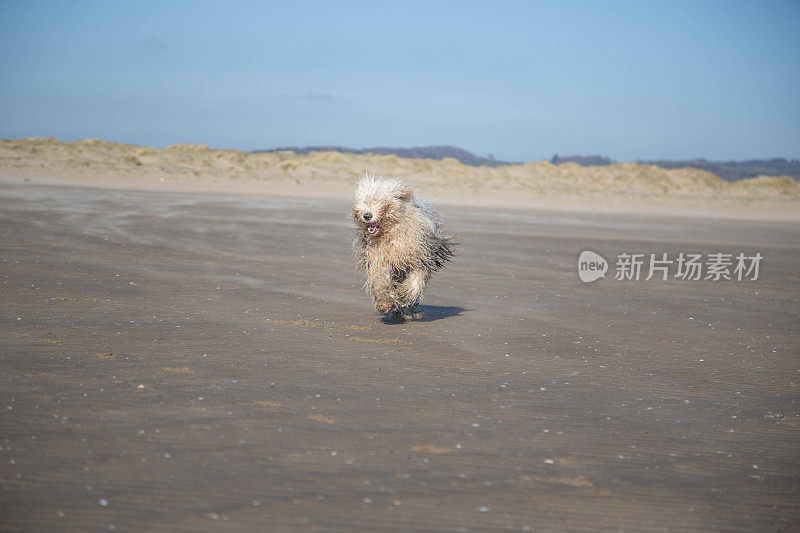 顽皮的宠物-老英国牧羊犬