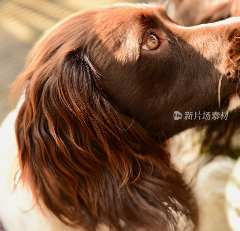 施普林格猎犬