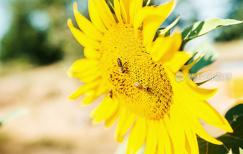 向日葵和蜜蜂，特写照片