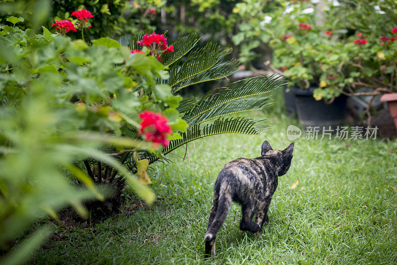 龟甲猫花园花