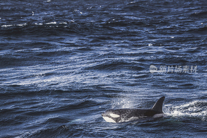 挪威海的野生虎鲸