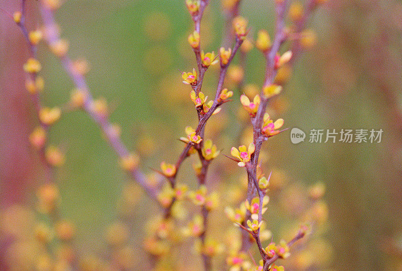 装饰性的小檗灌木枝条开花。拍摄电影