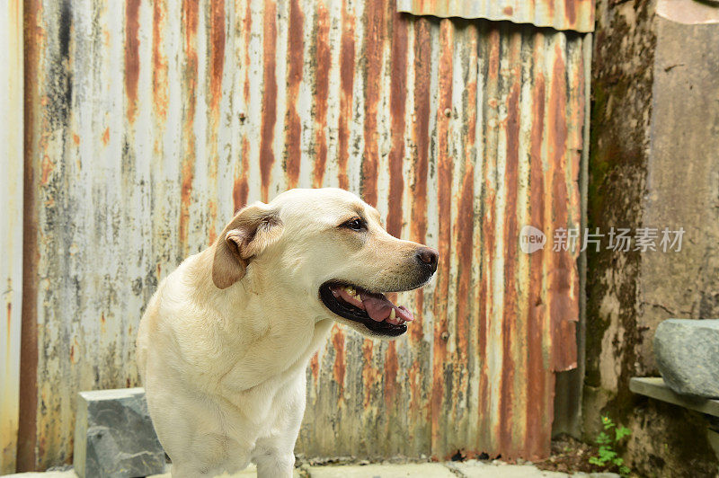 拉布拉多寻回犬和波纹金属