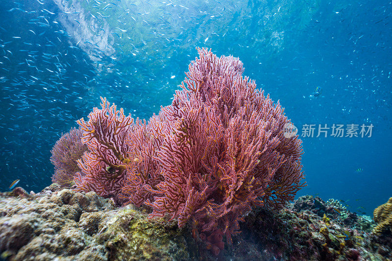 水下健康的柳珊瑚海扇珊瑚礁