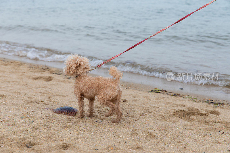 在海滩上遛狗